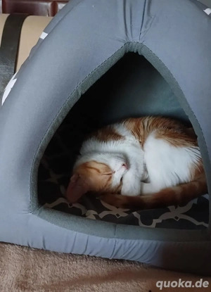 Kitten Katze Kater Tierschutz Sol Bundesweite Vermittlung Bild 2