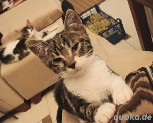 Kitten Katze Kater Tierschutz Uno Bundesweite Vermittlung