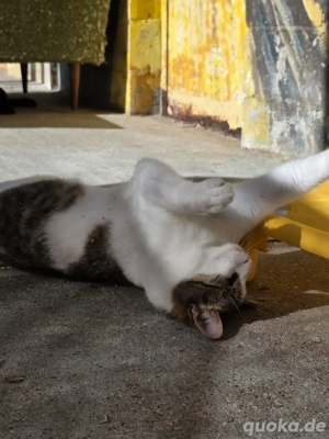 Kitten Katze Kater Tierschutz Neo Bundesweite Vermittlung