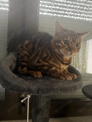  Brown Bengalkitten