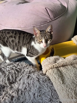 Kitten Katze Kater Tierschutz Storm Bundesweite Vermittlung