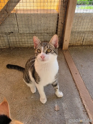 Kitten Katze Kater Tierschutz Storm Bundesweite Vermittlung