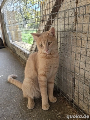 Kitten Katze Tierschutz Rumi Bundesweite Vermittlung