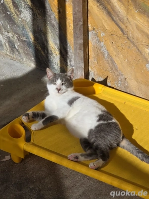 Kitten Katze Kater Tierschutz Drift Bundesweite Vermittlung Bild 2