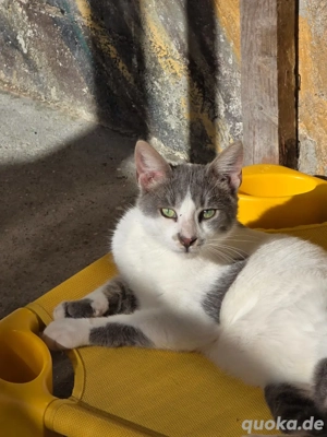 Kitten Katze Kater Tierschutz Drift Bundesweite Vermittlung Bild 3