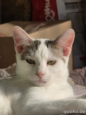 Kitten Katze Kater Tierschutz Zapper Bundesweite Vermittlung Bild 2