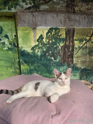 Kitten Katze Kater Tierschutz Zapper Bundesweite Vermittlung Bild 3