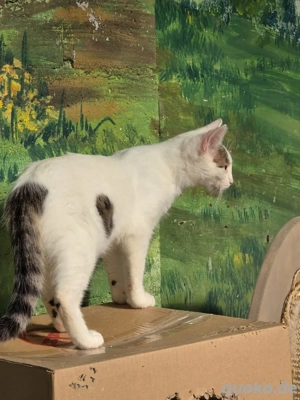 Kitten Katze Kater Tierschutz Zapper Bundesweite Vermittlung Bild 9