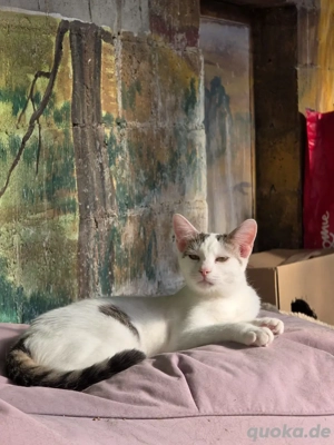 Kitten Katze Kater Tierschutz Zapper Bundesweite Vermittlung