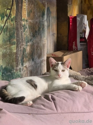 Kitten Katze Kater Tierschutz Zapper Bundesweite Vermittlung Bild 7