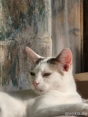 Kitten Katze Kater Tierschutz Zapper Bundesweite Vermittlung Bild 6