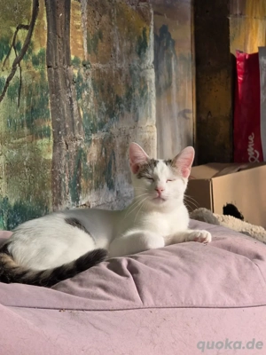 Kitten Katze Kater Tierschutz Zapper Bundesweite Vermittlung Bild 5