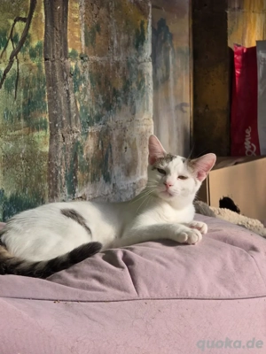 Kitten Katze Kater Tierschutz Zapper Bundesweite Vermittlung Bild 8