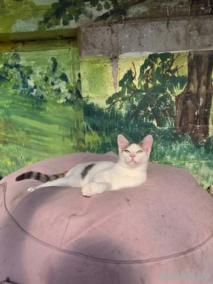 Kitten Katze Kater Tierschutz Zapper Bundesweite Vermittlung Bild 4