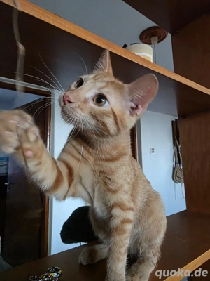 Kitten Katze Kater Tierschutz Mondi Bundesweite Vermittlung