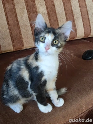 Kitten Katze Tierschutz Lilo Bundesweite Vermittlung