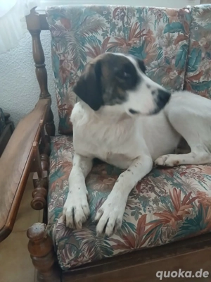 Hund Hündin Tierschutz Clara Bundesweite Vermittlung Bild 2