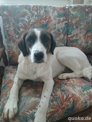 Hund Hündin Clara kastriert Bundesweite Vermittlung 