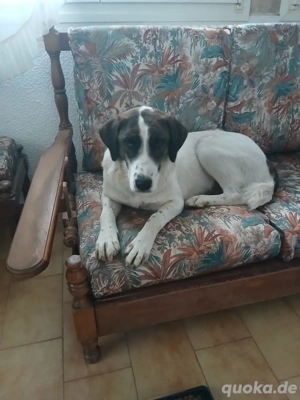 Hund Hündin Tierschutz Clara Bundesweite Vermittlung Bild 3