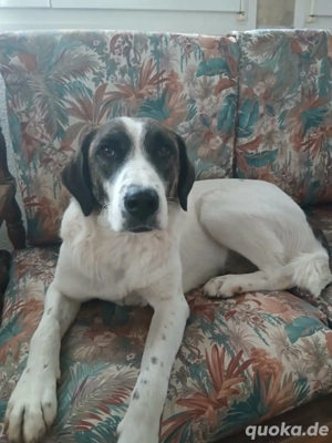 Hund Hündin Tierschutz Clara Bundesweite Vermittlung