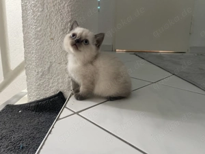 BKH Kitti 14 Wochen alt 