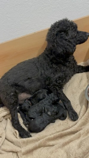 Süße Zwergpudel Hündinnen 