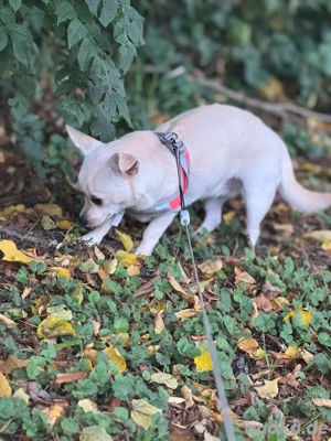 Chihuahua Hündin   10 Monate