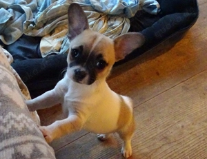 liebenswerter Chihuahua-Welpe