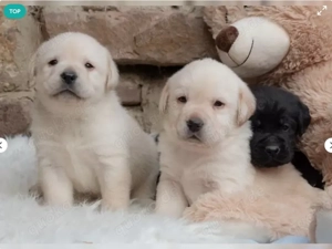 Wundervolle Labrador Welpen