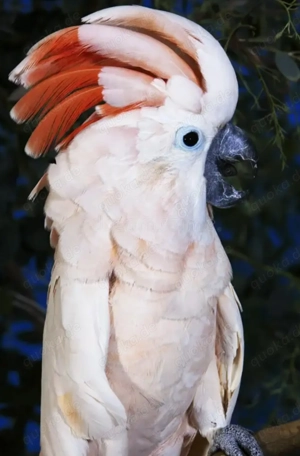 ((((SUCHE)))) jungen Moluccan-Kakadu