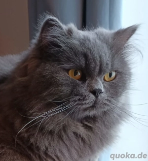 Britisch Langhaar Katze kastriert  2,5 Jahre alt 