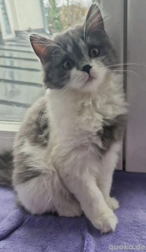 Britisch Langhaar Babykatze 4 Monate alt