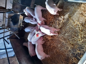 Schweine Sau Ferkel zum selbst schlachten 