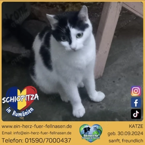 Schiopitza - sanftes Katzenmädchen sucht ihr Für-Immer-Zuhause