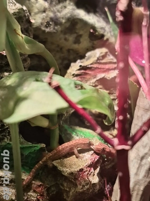 Gecko, Jungferngecko  Bild 6