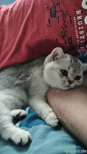 BKH Kätzchen Mädchen