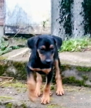 Welpen Dobermann  Sennenhund Mix