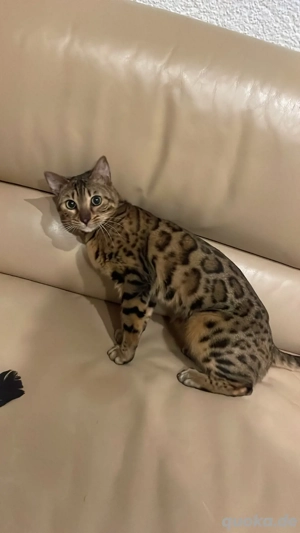Bengal Katze 12 monate weiblich
