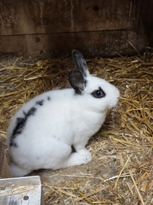 Zwergkaninchen männlich