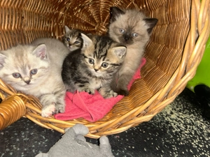 Liebe Britisch Kurzhaar Babys