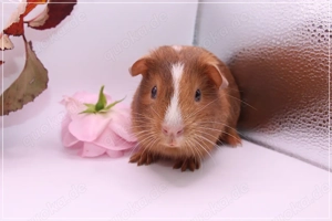 Zuckersüße Meerschweinchenkinder