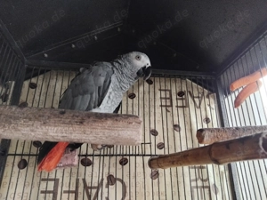 Kongo Graupapagei abzugeben,handzahm mit Zubehör 500 