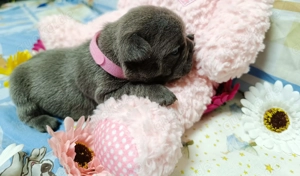 Unsere Welpen sind da!