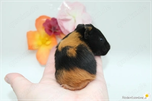 Meerschweinchen-Mädelsgruppe