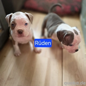 American pocket Bully babys