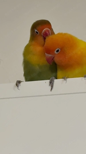 Schöne paar Agapornis 