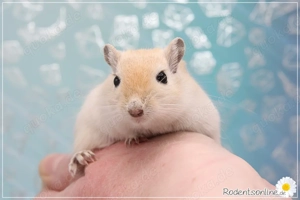 Zauberhafte, handzahme Rennmäuschen Bild 5