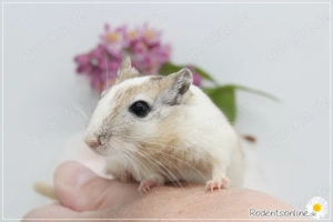 Zauberhafte, handzahme Rennmäuschen