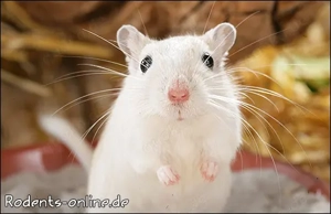 Zauberhafte, handzahme Rennmäuschen Bild 6