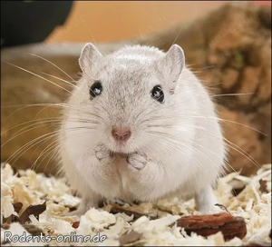 Zauberhafte, handzahme Rennmäuschen Bild 8